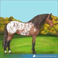 Horse Color:Bay Appaloosa 