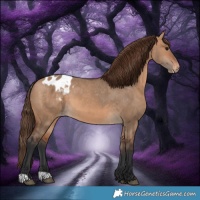 Horse Color:Bay Dun Appaloosa 