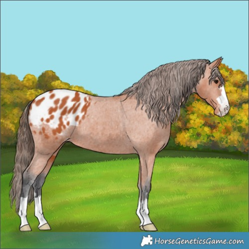 Horse Color:Bay Appaloosa 