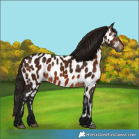 Horse Color:Gray Bay Appaloosa 