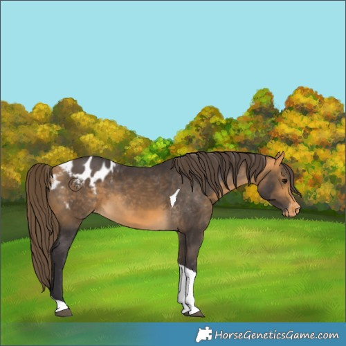 Horse Color:Buckskin Tobiano Appaloosa 