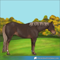 Horse Color:Liver Chestnut 