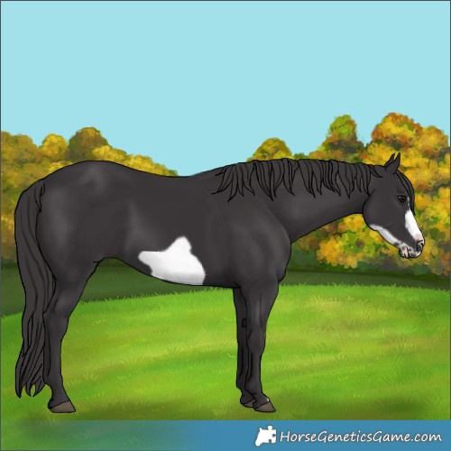 Horse Color:Smoky Black Frame 