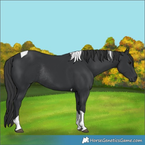 Horse Color:Unknown 
