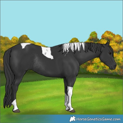 Horse Color:Unknown 