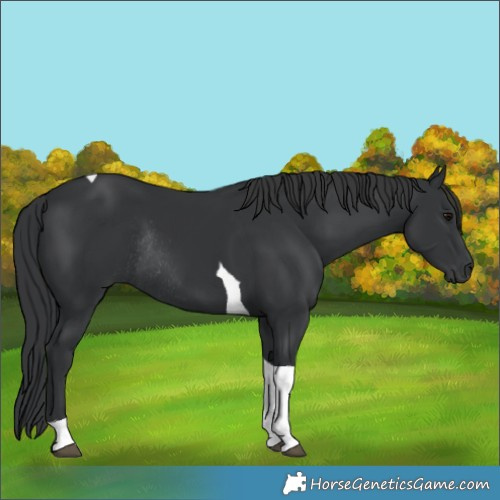 Horse Color:Unknown 