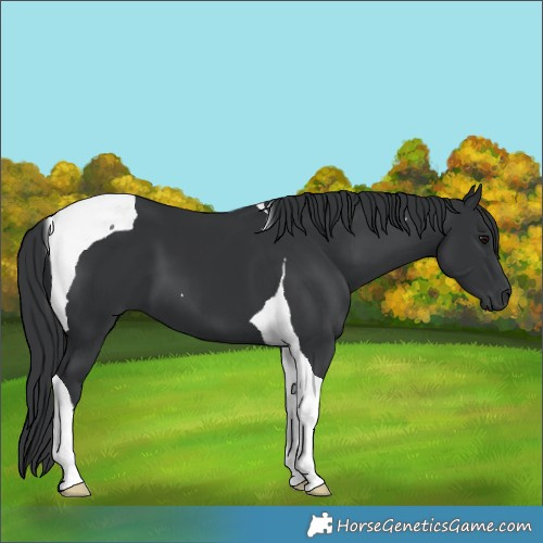 Horse Color:Unknown 