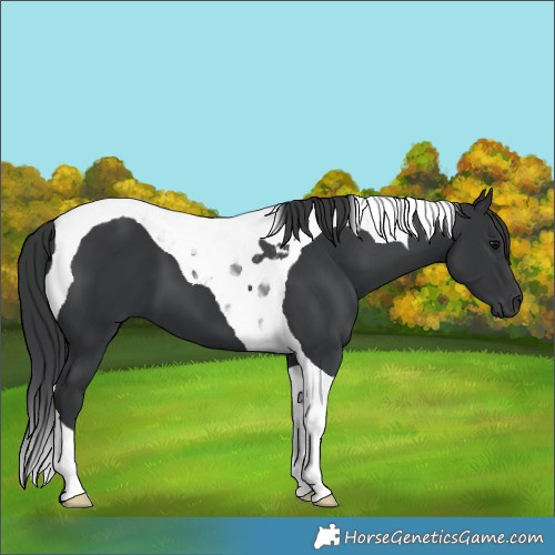 Horse Color:Unknown 