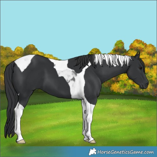Horse Color:Unknown 