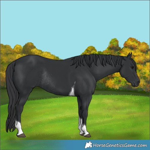 Horse Color:Unknown 