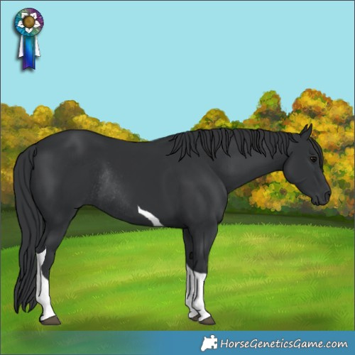 Horse Color:Unknown 