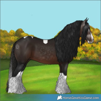 Horse Color:Gray Bay Splash Tobiano Rabicano