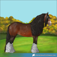 Horse Color:Gray Bay Splash Tobiano 