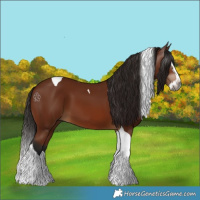Horse Color:Gray Bay Splash Tobiano