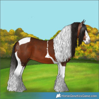 Horse Color:Gray Bay Splash Tobiano 
