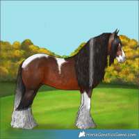Horse Color:Gray Bay Splash Tobiano 