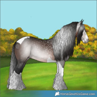 Horse Color:Gray Bay Splash Tobiano 