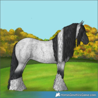 Horse Color:Blue Roan Tobiano