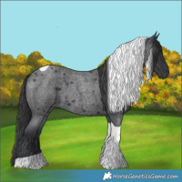 Horse Color:Blue Roan Tobiano