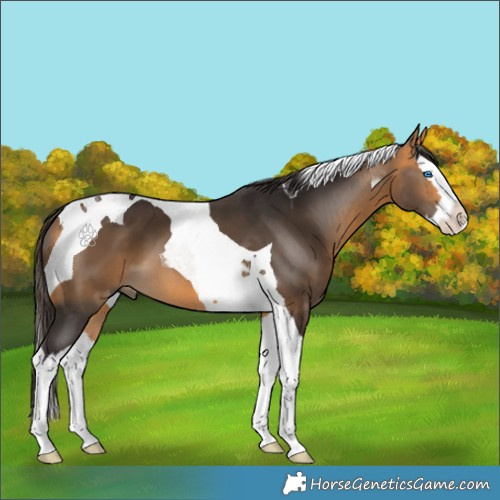 Horse Color:Buckskin Splash Tobiano 
