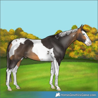 Horse Color:Buckskin Splash Tobiano 