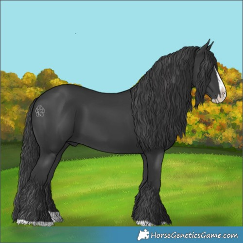 Horse Color:Black Splash 