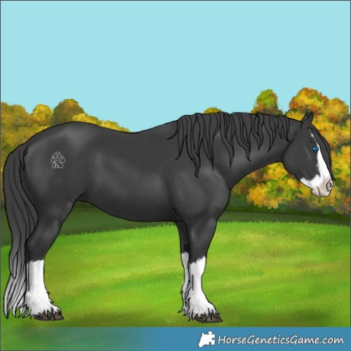 Horse Color:Black Splash