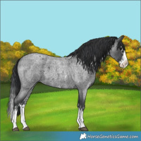 Horse Color:Blue Roan Sabino Splash  and Blue Roan Sabino Splash 