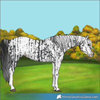 Horse Color:White Spotted Black Rabicano  and Gray White Spotted Black Rabicano 