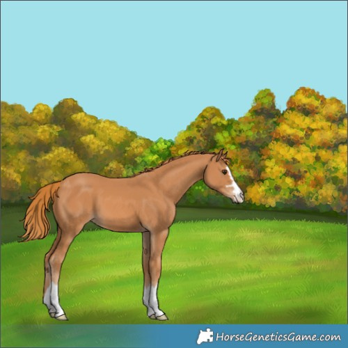 Horse Color:Chestnut 