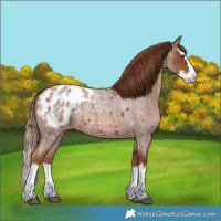 Horse Color:Red Roan Splash Appaloosa 