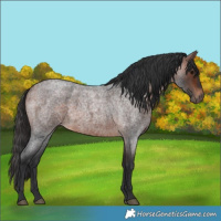 Horse Color:Bay Roan 