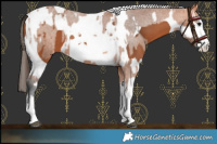 Horse Color:Bay Splash Tobiano Varnish  and Bay Splash Tobiano 