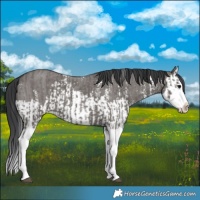 Horse Color:Grullo Sabino Splash  and Grullo Sabino Splash 