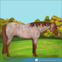 Horse Color:Red Roan 