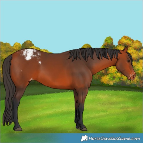 Horse Color:Bay Appaloosa