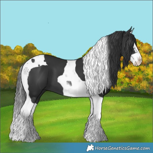 Horse Color:Black Splash Tobiano