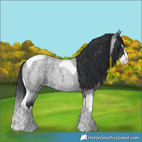 Horse Color:Blue Roan Splash Tobiano