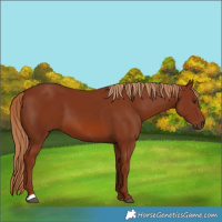 Horse Color:Chestnut 