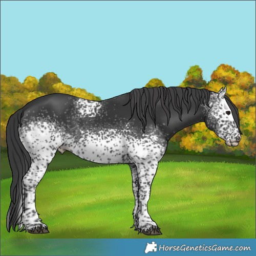 Horse Color:White Spotted Black Tobiano 