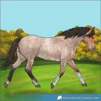 Horse Color:Bay Roan Tobiano