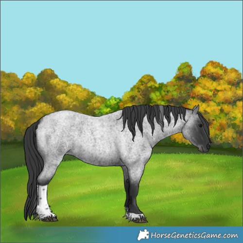 Horse Color:Blue Roan Tobiano 