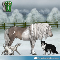 Horse Color:White Spotted Silver Black Tobiano 
