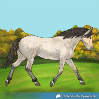Horse Color:Buckskin Roan 