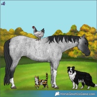 Horse Color:Blue Roan Tobiano