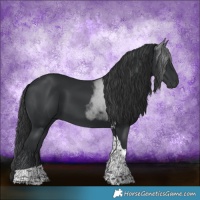 Horse Color:Black Tobiano 