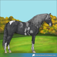 Horse Color:Black Sabino Tobiano