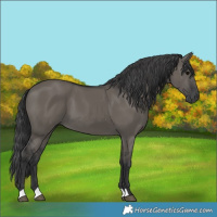 Horse Color:Grullo