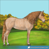 Horse Color:Red Roan