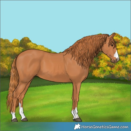 Horse Color:Chestnut 